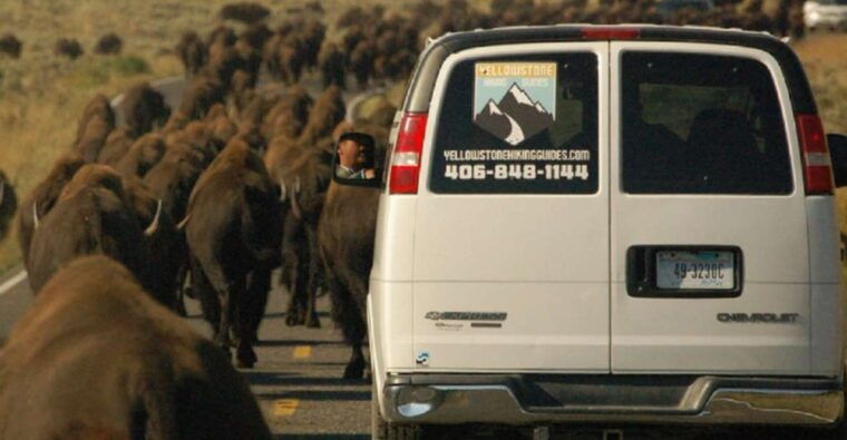 from-west-yellowstone-lamar-valley-wildlife-tour-by-van