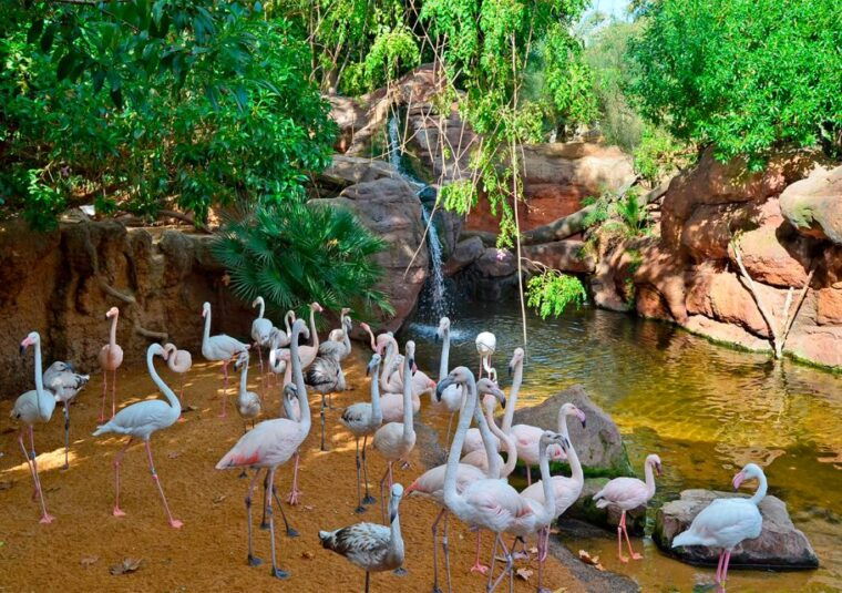 fuengirola-bioparc-entrance-ticket