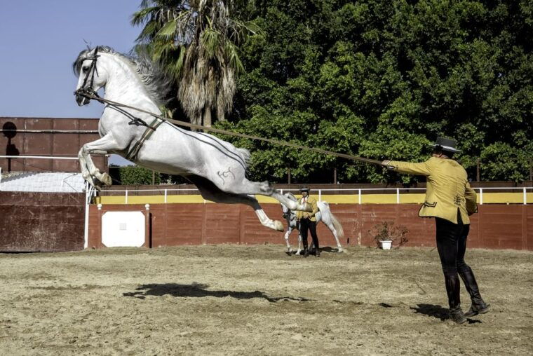 fuengirola-spanish-horse-show-with-optional-dinner-flamenco