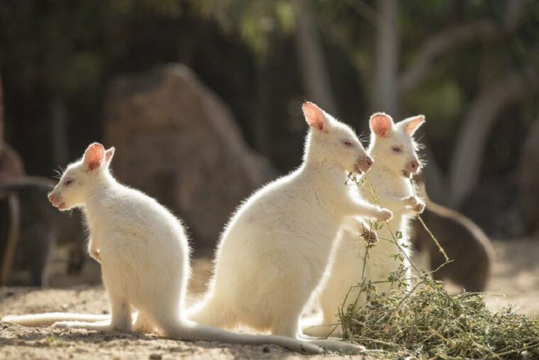 fuerteventura-oasis-wildlife-entry-ticket