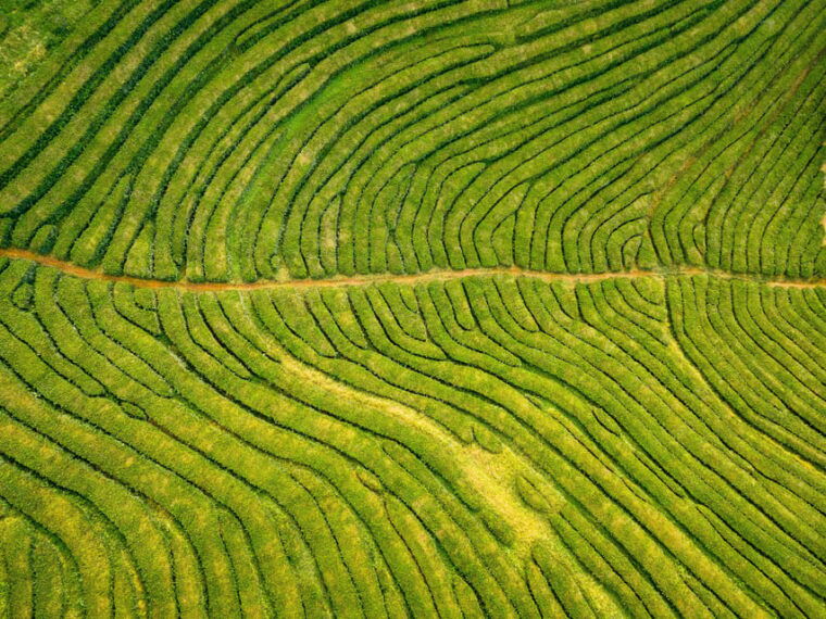 full-day-furnas-tea-plantations-more-with-lunch