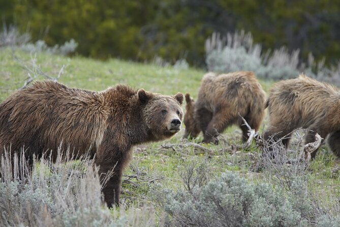 full-day-private-guided-tour-in-yellowstone-national-park
