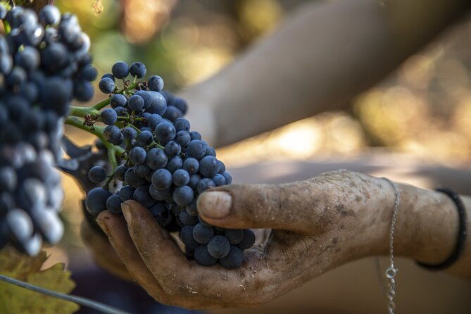 full-day-private-wine-tour-in-cote-de-beaune