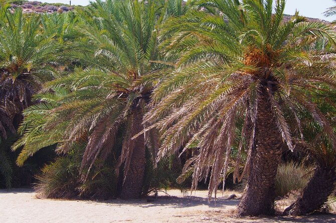 full-day-tour-to-vai-palm-beach-toplou-monastery-and-sitia-town