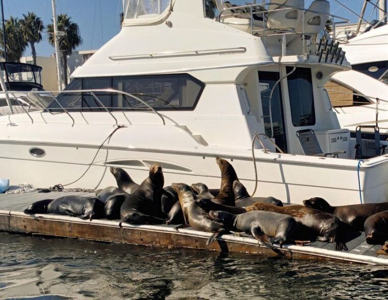 fun-adventure-party-boat-cruise-wine-charcuterie-sealions