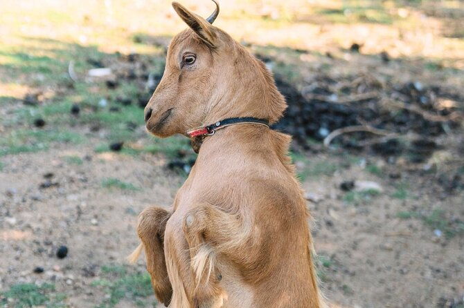 gallura-picnic-in-the-farm-with-animals