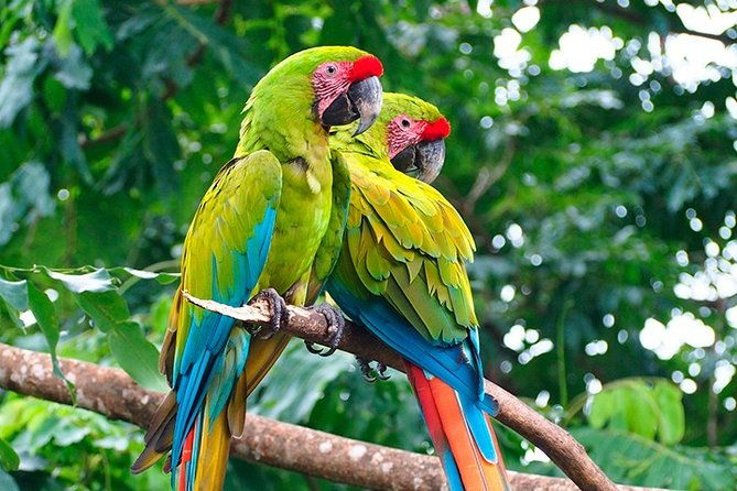 gandoca-manzanillo-trail-great-green-macaw-tour