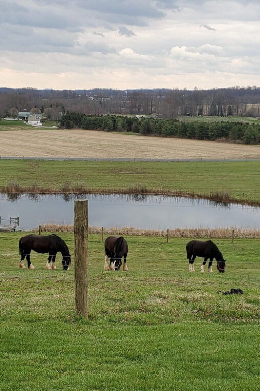 gettysburg-horse-drawn-carriage-tour-countryside-orchards