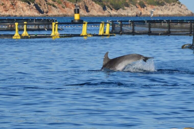 golfo-aranci-eco-friendly-dolphin-watching-boat-trip