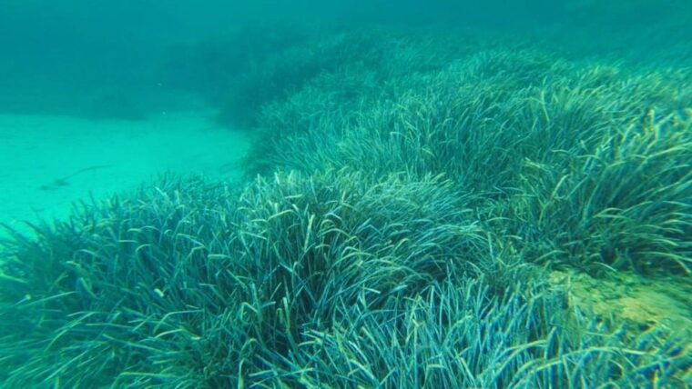 golfo-aranci-snorkelling-in-cala-moresca