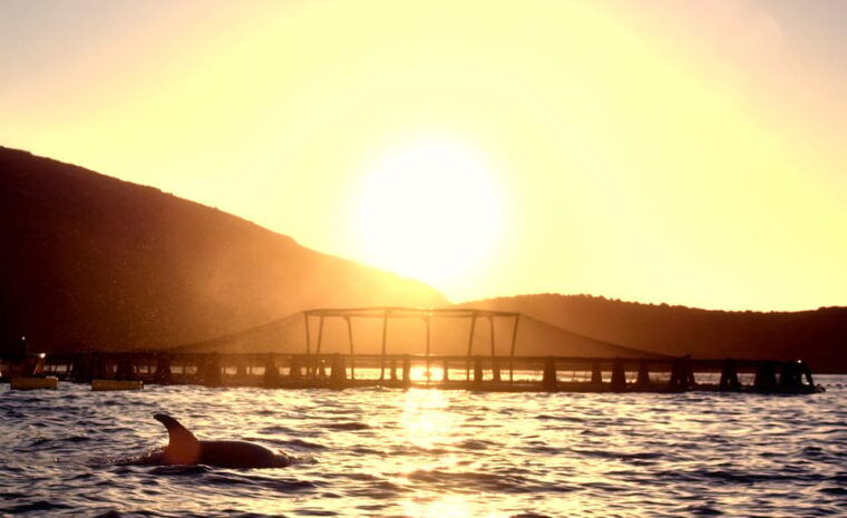 golfo-aranci-sunrise-dolphin-kayak-tour-with-breakfast