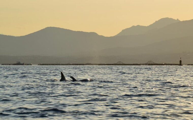 golfo-aranci-sunset-dolphin-kayak-tour-with-aperitif