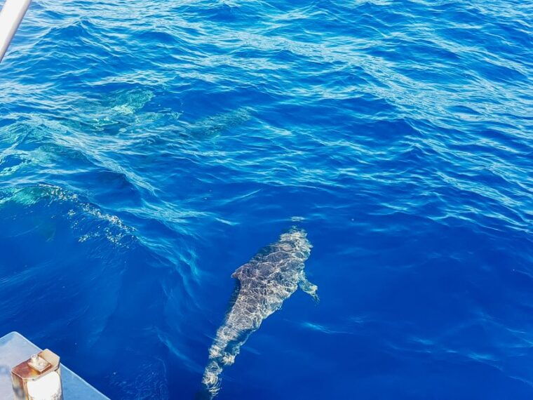gran-canaria-catamaran-dolphin-watch-cruise-with-snorkeling