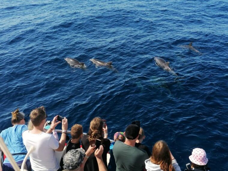 gran-canaria-dolphin-and-whale-watching-cruise-2