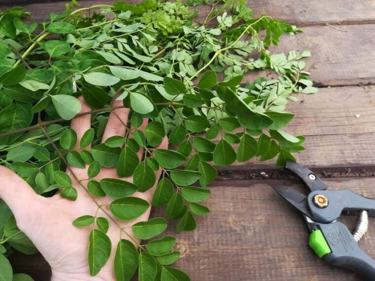 gran-canaria-green-witchcraft-in-the-magic-island