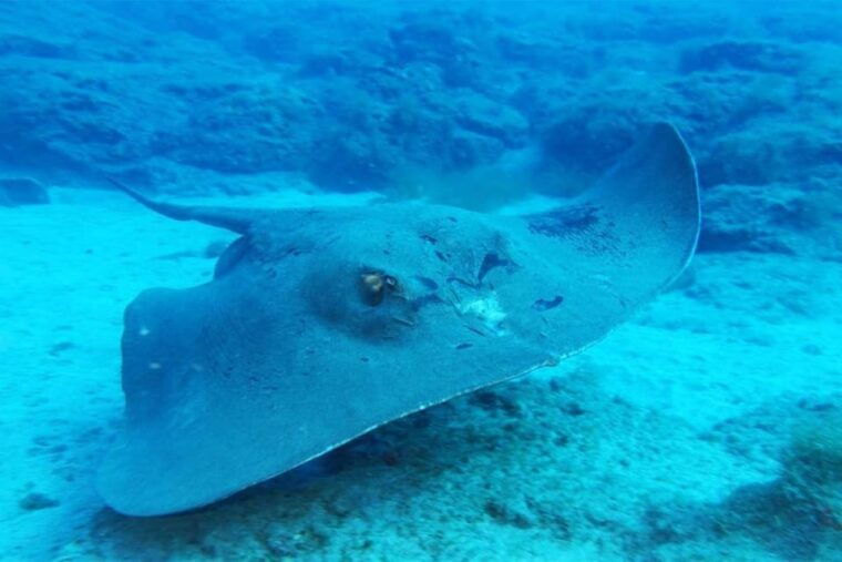 gran-canaria-scuba-diving-for-beginners