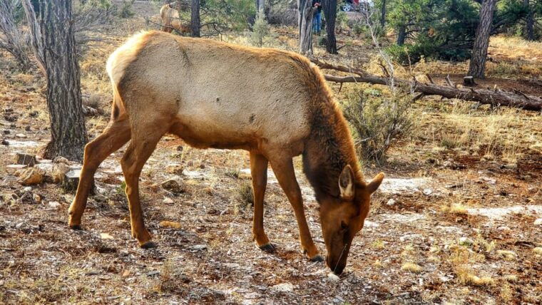 grand-canyon-south-rim-tour-with-lunch-included