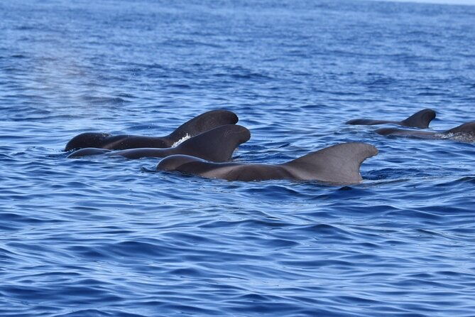 guided-activity-in-the-heart-of-azores-with-whales-and-dolphins