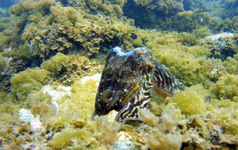 guided-snorkelling-experience-in-south-of-gran-canaria-2