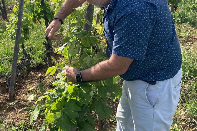 guided-tour-of-the-coteaux-cote-rotie-for-parents-and-children-duos