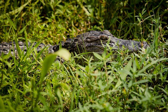 half-day-private-swamp-experience-in-louisiana