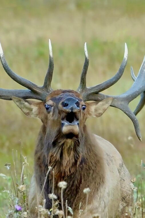half-day-rmnp-lakes-and-meadows-tour-rmnphotographer