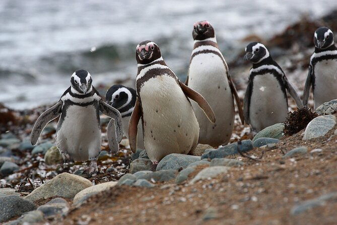 half-day-sailing-magdlena-island-penguin-colony-p-arenas-october-to-march-only