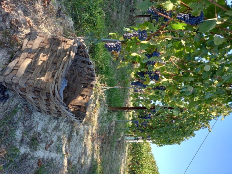 hiking-and-wine-tour-starting-from-alba-2