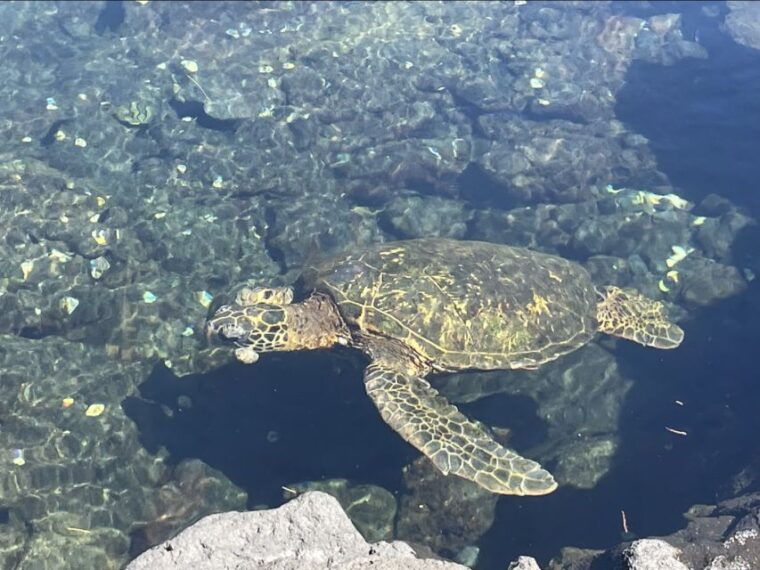 hilo-sea-turtle-lagoon-and-black-sand-beach-snorkel