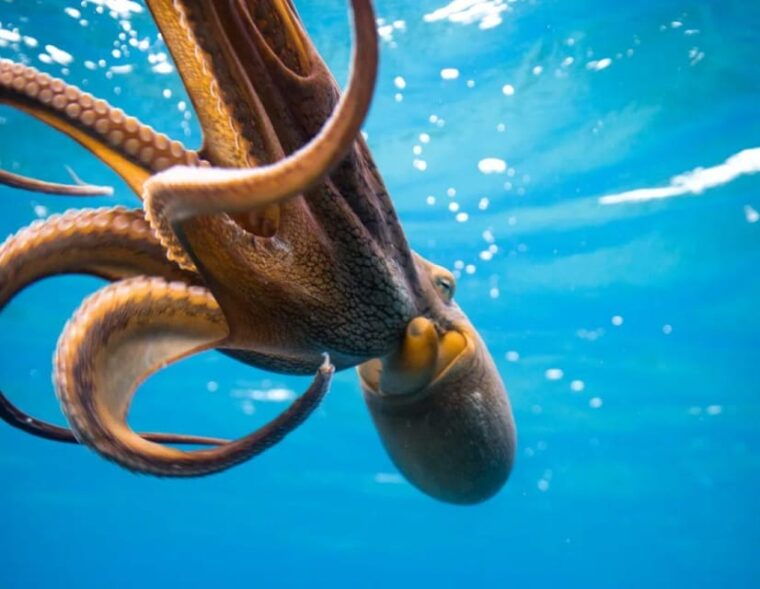 honolulu-discover-scuba-diving-experience