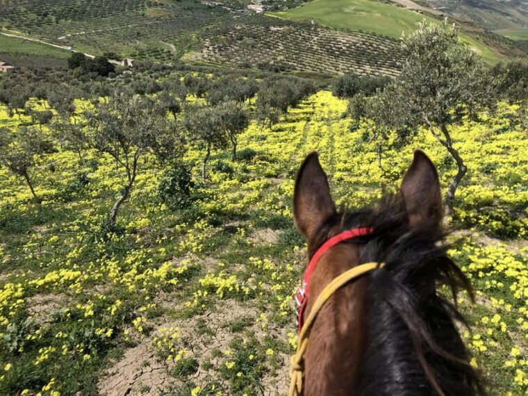 horseback-riding-through-the-olive-groves-of-sciacca