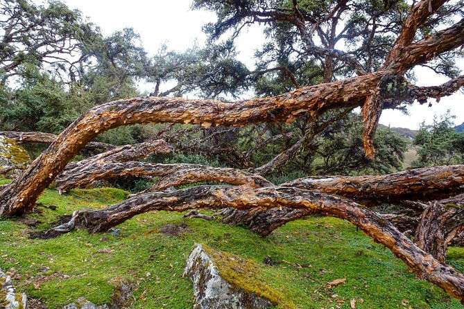 inca-trail-cajas-national-park-tour-from-cuenca