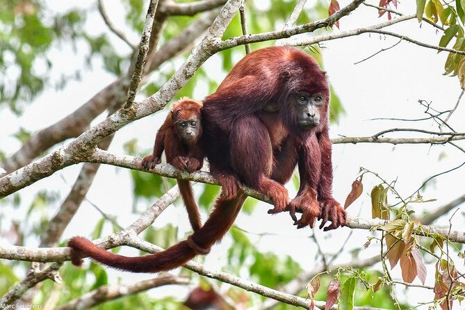into-the-wild-a-volunteer-experience-with-monkey-reintroduction