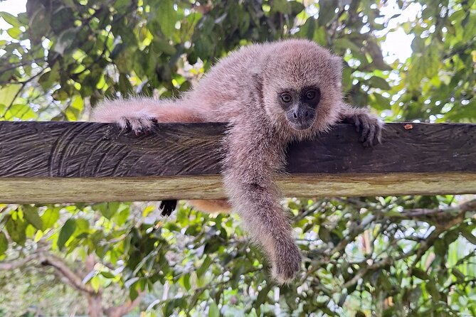iquitos-visit-to-the-authentic-monkey-island-full-day