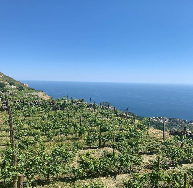 ischia-vineyard-tour-wine-tasting-experience-w-transfers
