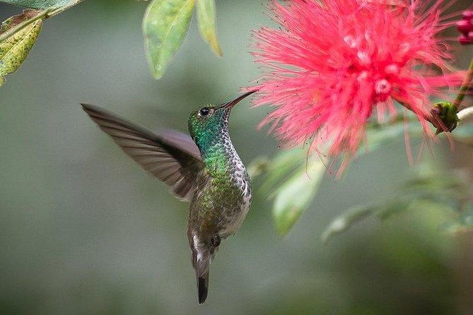 itaipu-dam-bird-park-iguassu-falls-brazilian-side-from-puerto-iguazu-hotels