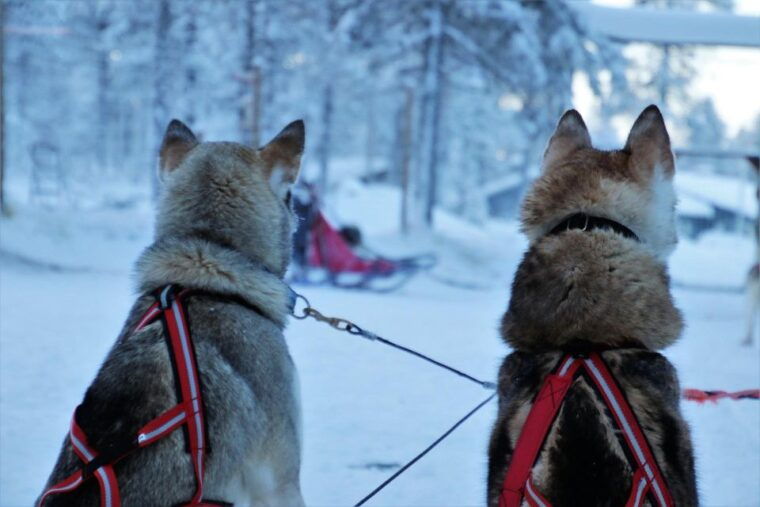 jackson-hole-dogsledding-tour-with-hot-chocolate