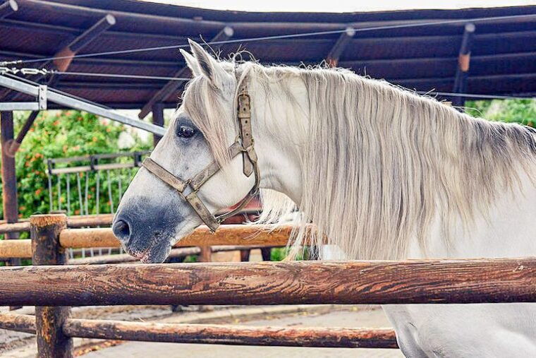jerez-royal-andalusian-school-of-equestrian-art-admission