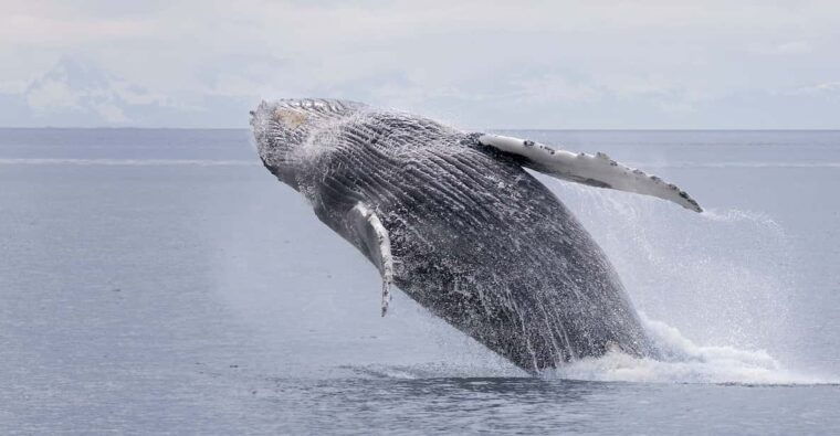 juneau-whale-watching-and-wildlife-cruise-with-local-guide