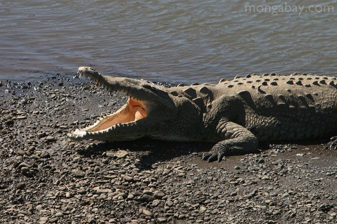 jungle-crocodile-safari-jaco-beach-from-san-jose