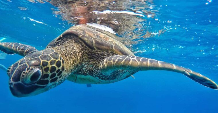 kaanapali-beach-express-snorkel-trip
