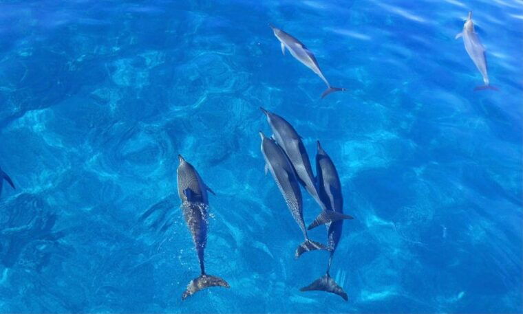kailua-kona-dolphin-watch-speedboat-snorkel-cruise-and-bbq