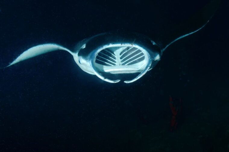 kailua-kona-night-manta-ray-adventure-on-the-big-island