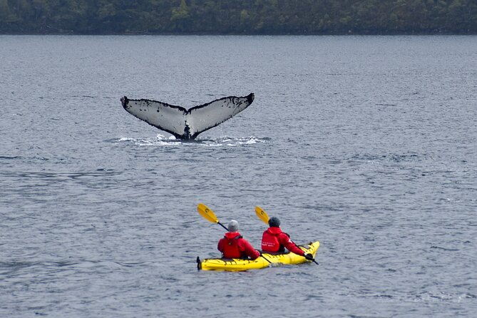 kayaking-with-whales-and-wildlife-watching-from-punta-arenas