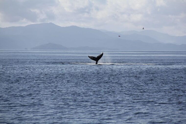 ketchikan-lighthouse-totems-eagles-excursion
