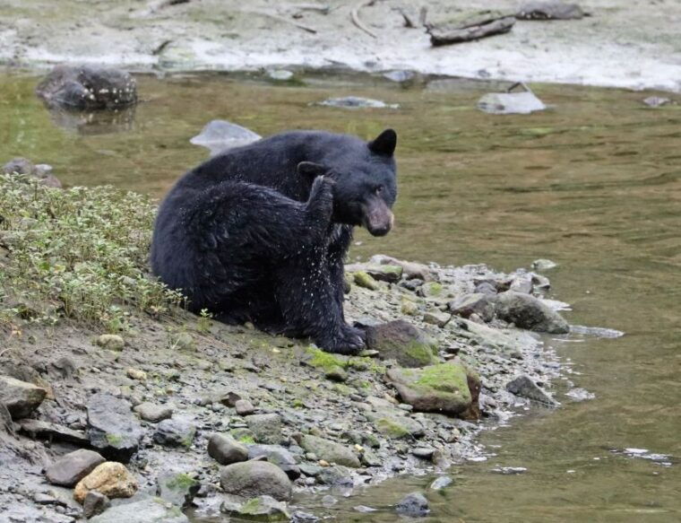 ketchikan-totem-pole-wildlife-city-trolley-tour
