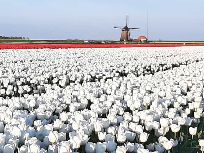 keukenhof-private-tulip-windmill-tour-with-cheese-tasting