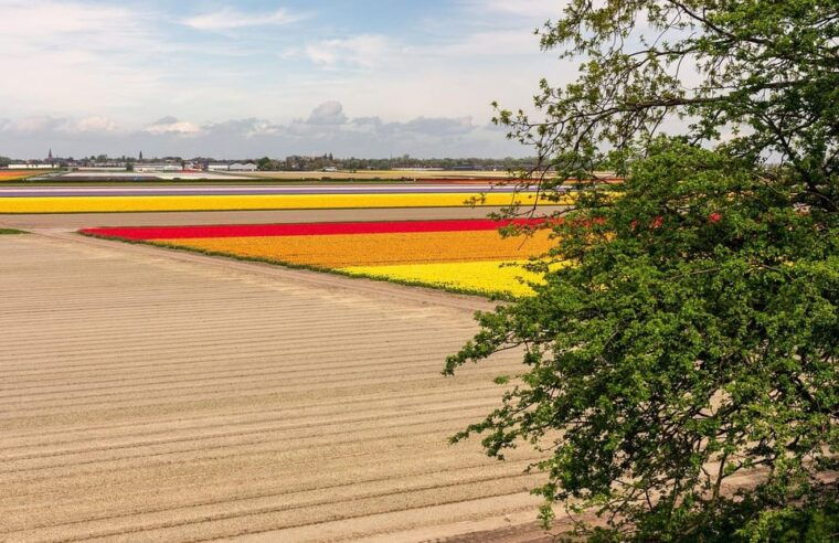 keukenhof-tulip-royalty-tour-with-exclusive-private-driver
