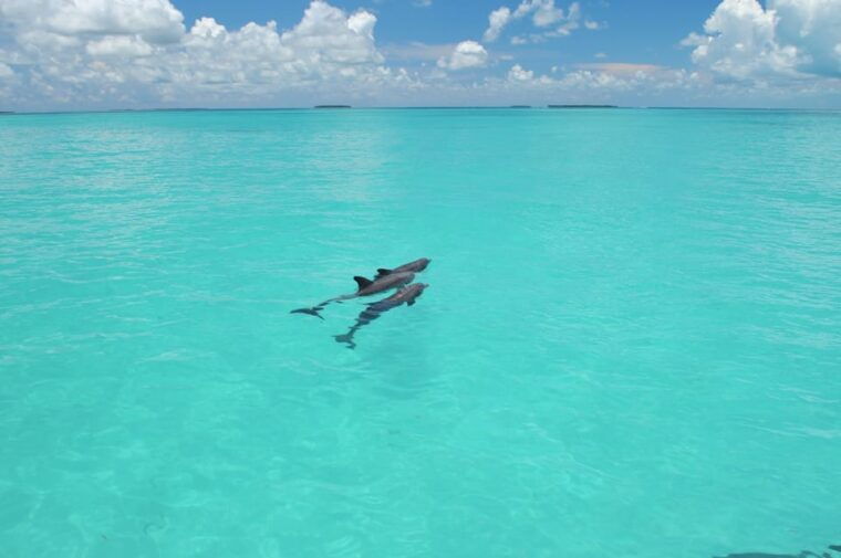 key-west-glass-bottom-boat-reef-tour-with-sunset-option