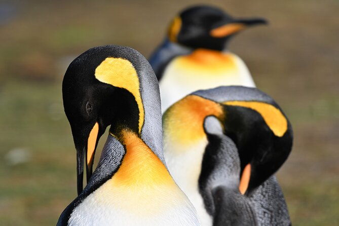 king-penguin-safari4x4-adventure-to-volunteer-point-falkland
